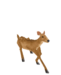 deer