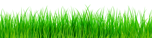 Grass